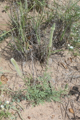 Dalea cylindriceps