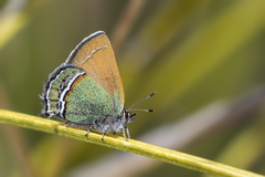 Callophrys mcfarlandi