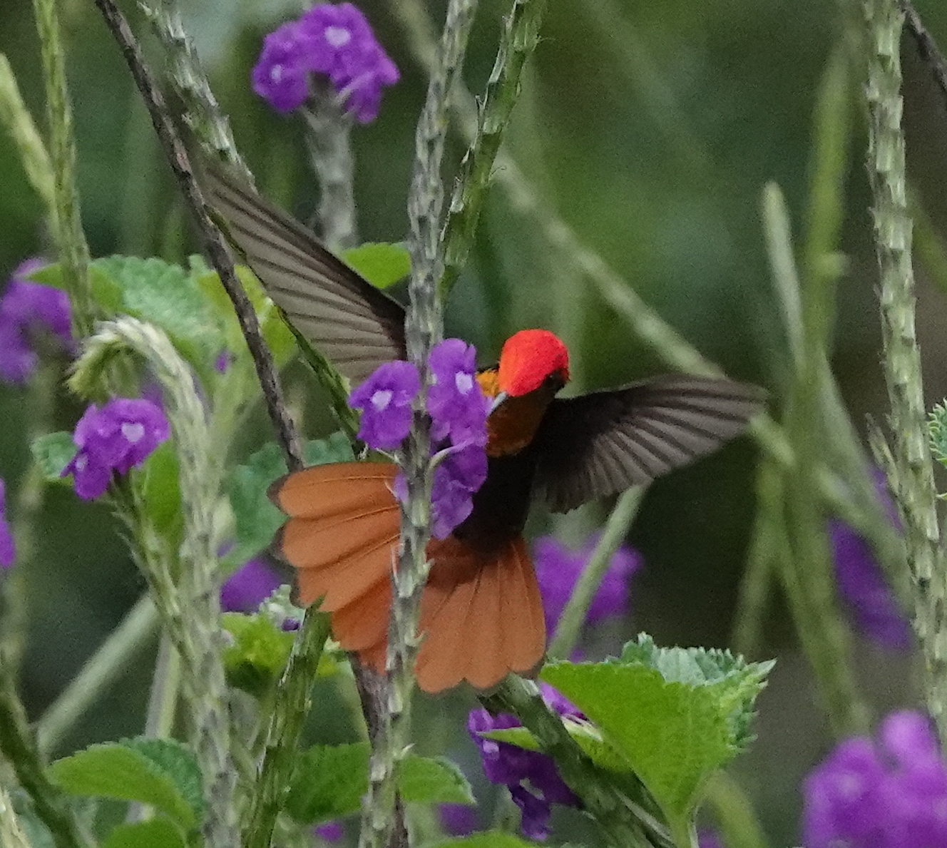Ruby-topaz Hummingbird illustration