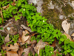 Anemonoides lancifolia