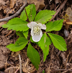 Anemonoides lancifolia