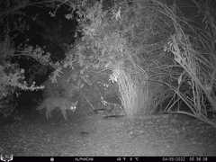 Canis latrans