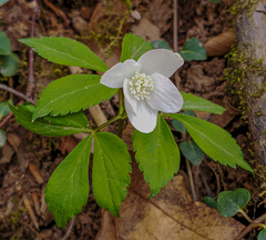 Anemonoides lancifolia