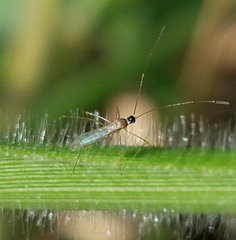 Gampsocoris decorus