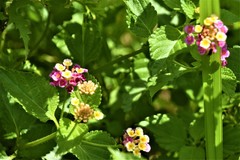 Lantana camara image