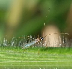Gampsocoris decorus