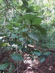 Coccoloba rugosa