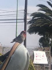 Haemorhous mexicanus