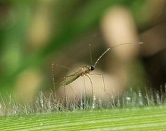 Gampsocoris decorus