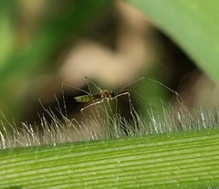 Gampsocoris decorus