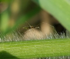 Gampsocoris decorus