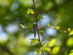Epitheca petechialis