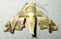 Eutelia callichroma