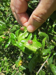 Callirhytis perfoveata
