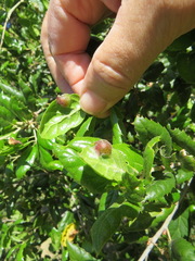 Callirhytis perfoveata