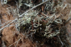 Cladonia incerta