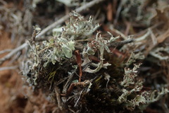 Cladonia incerta