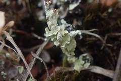 Cladonia incerta