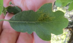 Aceria trichophila