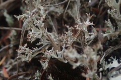 Cladonia incerta