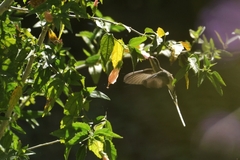 Phaethornis mexicanus