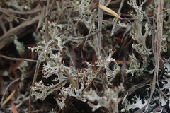 Cladonia incerta