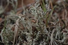 Cladonia incerta