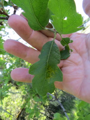 Aceria trichophila