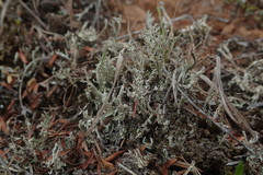Cladonia incerta