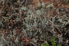 Cladonia incerta