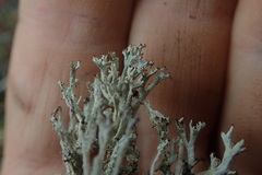 Cladonia incerta