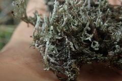 Cladonia incerta