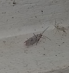 Enaemia atrolinea