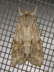 Lithophane bethunei