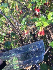 Ribes lobbii