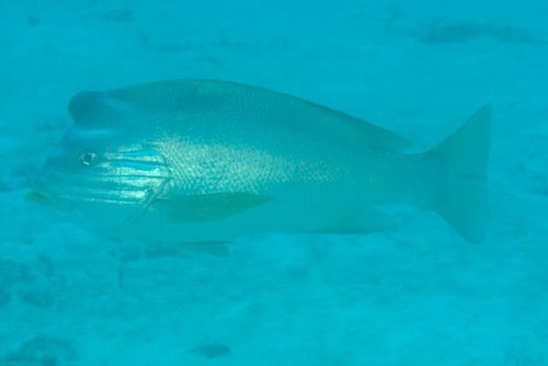 Blood snapper (Lutjanus sanguineus) — Lutjanidae — 4
