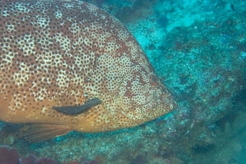 Smooth grouper (Dermatolepis striolata) — Serranidae — 3