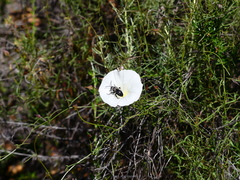 Melecta edwardsii