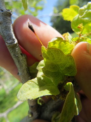 Andricus pedicellatus