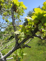 Andricus pedicellatus