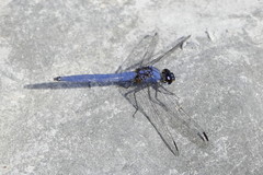 Trithemis dorsalis