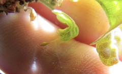 Andricus pedicellatus