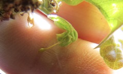 Andricus pedicellatus