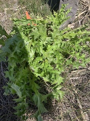 Cirsium loncholepis