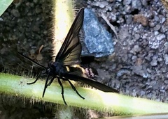 Psichotoe duvaucelii