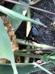 Psichotoe duvaucelii