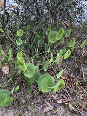 Baptisia perfoliata