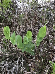Baptisia perfoliata