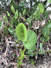 Baptisia perfoliata