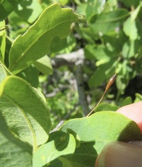 Andricus pedicellatus